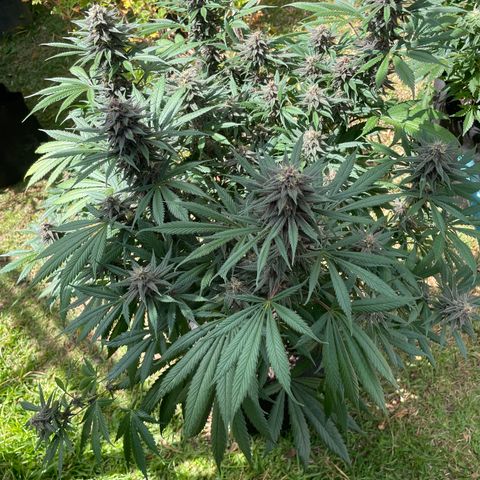 Tropicana poison growlog timeline photo