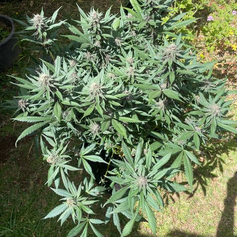 Tropicana poison growlog timeline photo