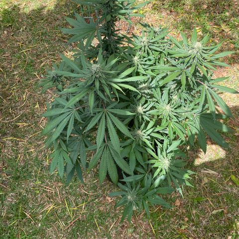 Tropicana poison growlog timeline photo