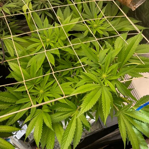 Tropicana poison  growlog timeline photo