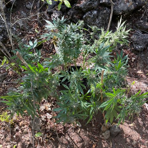 Tropicana poison growlog timeline photo