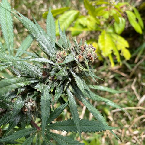 Tropicana poison growlog timeline photo
