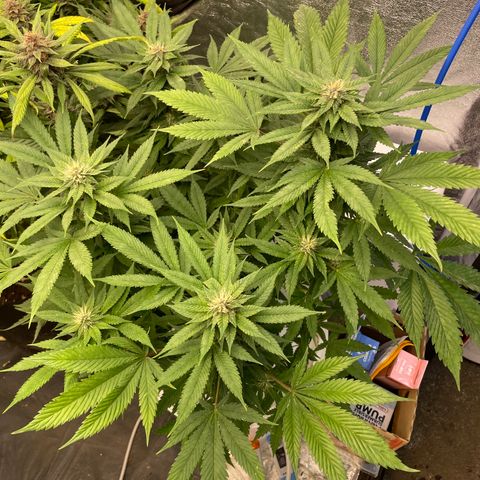 Tropicana poison  growlog timeline photo