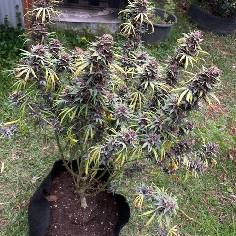 Tropicana poison growlog timeline photo