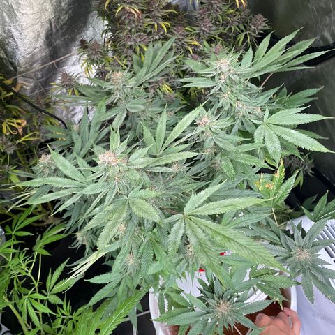 Tropicana poison  growlog timeline photo