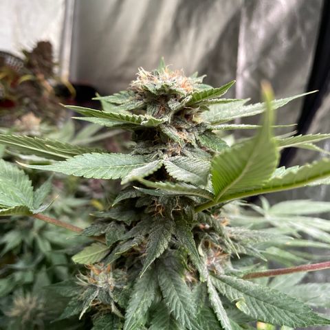 Tropicana poison  growlog timeline photo