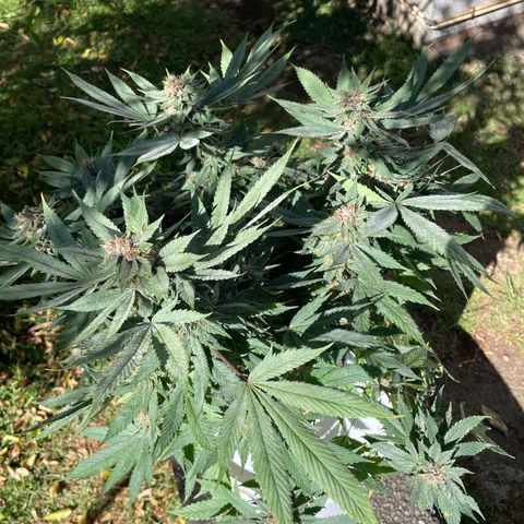 Tropicana poison  growlog timeline photo