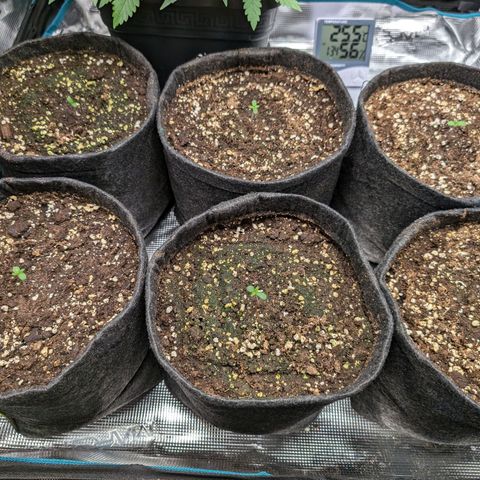 Bruce growlog timeline photo