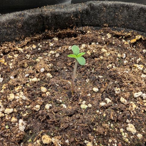 Bruce growlog timeline photo