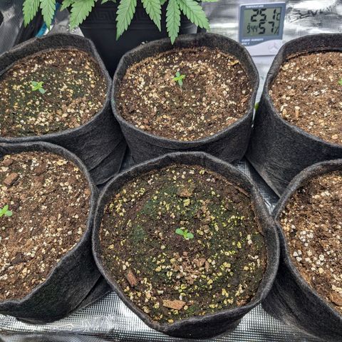 Bruce growlog photo: Warten auf Dünger 
Erde ist noch feucht genug 