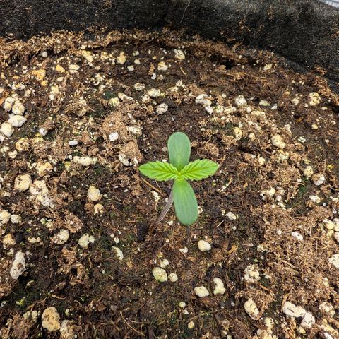 Bruce growlog photo: Warten auf Dünger 
Erde ist noch feucht genug 