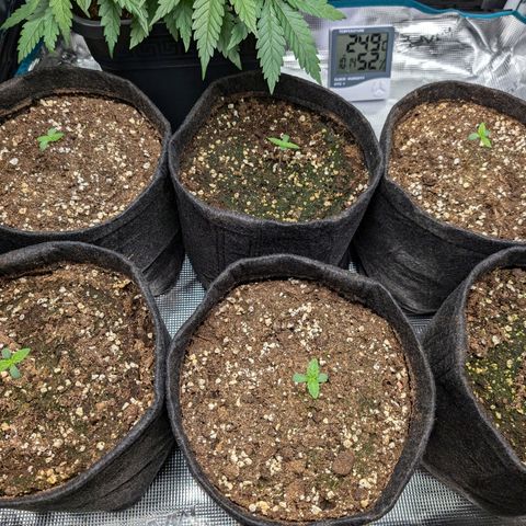 Bruce growlog timeline photo