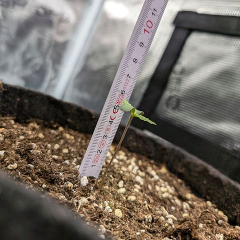 Bruce growlog timeline photo
