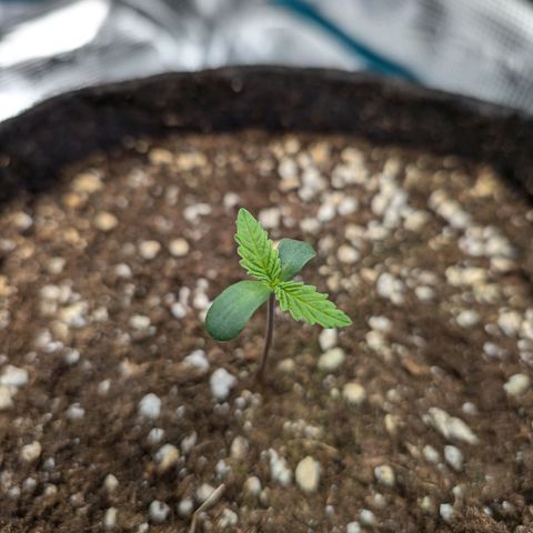 Bruce growlog timeline photo