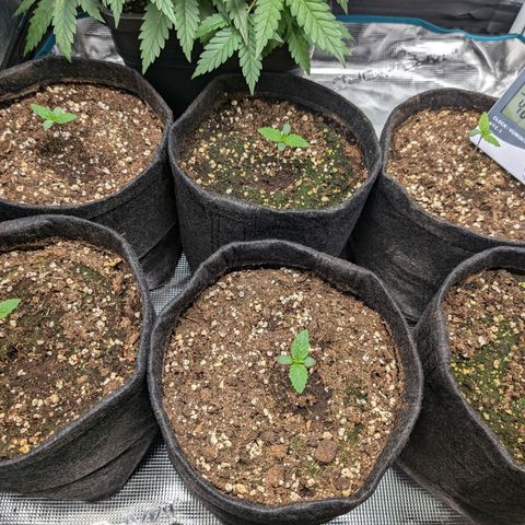 Bruce growlog photo: Warte immernoch auf Dünger -_-