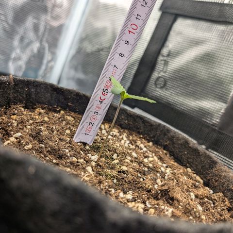 Bruce growlog photo: Warte immernoch auf Dünger -_-