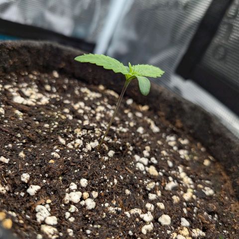 Bruce growlog photo: Heute ist endlich der Dünger angekommen.
