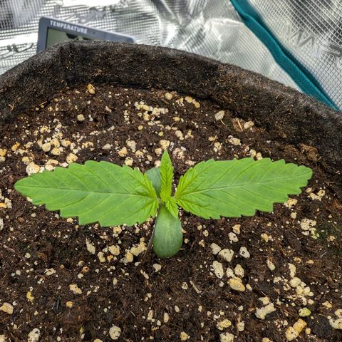 Bruce growlog photo: Heute ist mir ein kleines Missgeschick passiert:(
Musste bei den täglichen Bildern dringend kacken und als ich wieder kam, hatte meine Katze Zwei von Sechs Stecklinge herausgezogen -_- Hoffe die Zwei werden wieder.
Drückt mir die Daumen. (y)