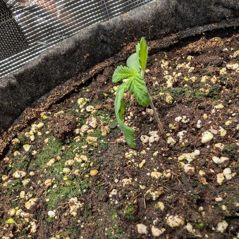 Bruce growlog photo: Heute ist mir ein kleines Missgeschick passiert:(
Musste bei den täglichen Bildern dringend kacken und als ich wieder kam, hatte meine Katze Zwei von Sechs Stecklinge herausgezogen -_- Hoffe die Zwei werden wieder.
Drückt mir die Daumen. (y)