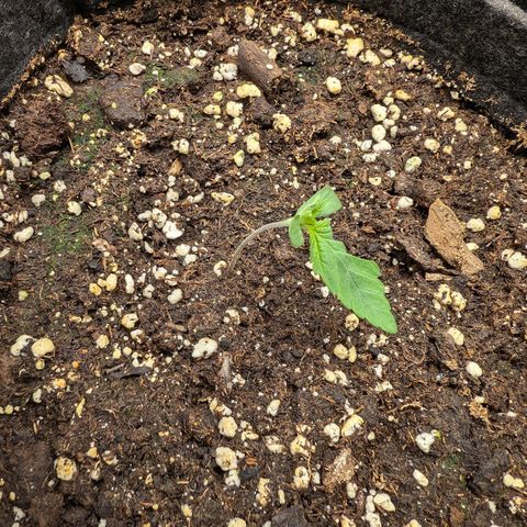 Bruce growlog photo: Heute ist mir ein kleines Missgeschick passiert:(
Musste bei den täglichen Bildern dringend kacken und als ich wieder kam, hatte meine Katze Zwei von Sechs Stecklinge herausgezogen -_- Hoffe die Zwei werden wieder.
Drückt mir die Daumen. (y)