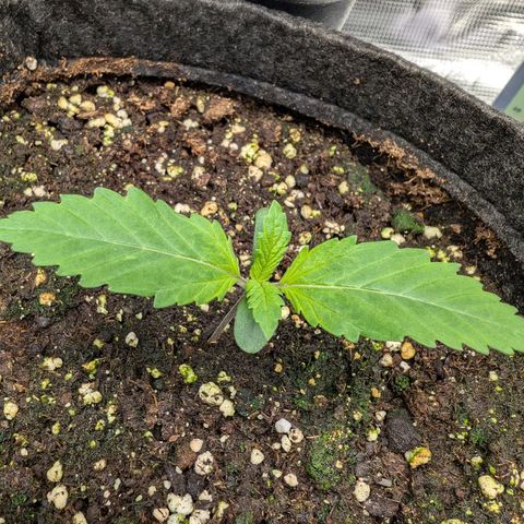 Bruce growlog photo: Heute ist mir ein kleines Missgeschick passiert:(
Musste bei den täglichen Bildern dringend kacken und als ich wieder kam, hatte meine Katze Zwei von Sechs Stecklinge herausgezogen -_- Hoffe die Zwei werden wieder.
Drückt mir die Daumen. (y)