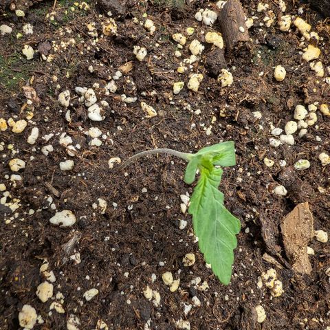 Bruce growlog photo: Heute ist mir ein kleines Missgeschick passiert:(
Musste bei den täglichen Bildern dringend kacken und als ich wieder kam, hatte meine Katze Zwei von Sechs Stecklinge herausgezogen -_- Hoffe die Zwei werden wieder.
Drückt mir die Daumen. (y)