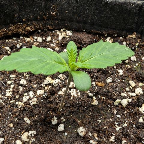 Bruce growlog photo: Heute ist mir ein kleines Missgeschick passiert:(
Musste bei den täglichen Bildern dringend kacken und als ich wieder kam, hatte meine Katze Zwei von Sechs Stecklinge herausgezogen -_- Hoffe die Zwei werden wieder.
Drückt mir die Daumen. (y)