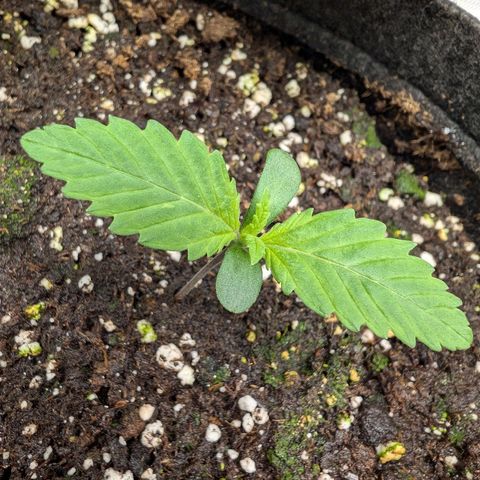 Bruce growlog photo: Heute ist mir ein kleines Missgeschick passiert:(
Musste bei den täglichen Bildern dringend kacken und als ich wieder kam, hatte meine Katze Zwei von Sechs Stecklinge herausgezogen -_- Hoffe die Zwei werden wieder.
Drückt mir die Daumen. (y)