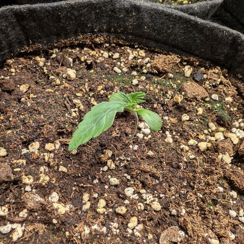 Bruce growlog timeline photo