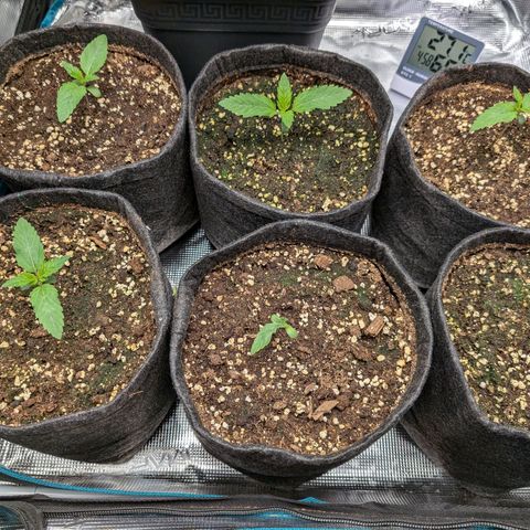 Bruce growlog timeline photo