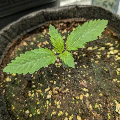 Bruce growlog timeline photo