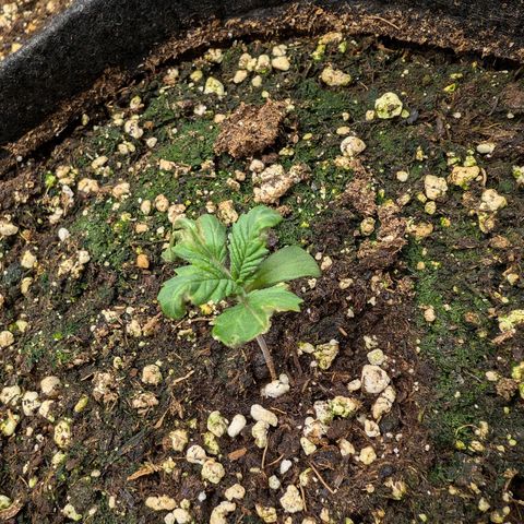 Bruce growlog timeline photo