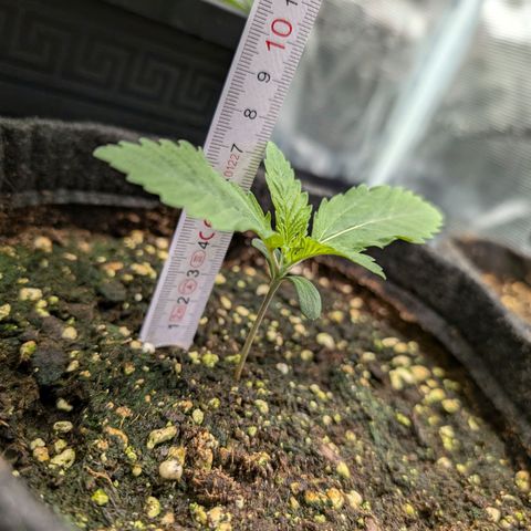 Bruce growlog timeline photo