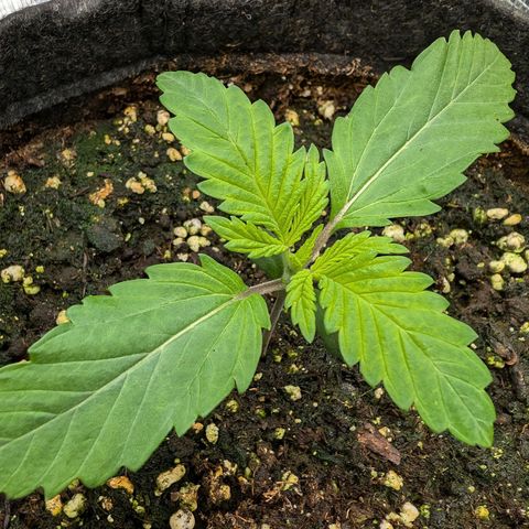 Bruce growlog photo: Die zwei schauen nicht gut aus, aber abwarten und Tee trinken 🙏🏼