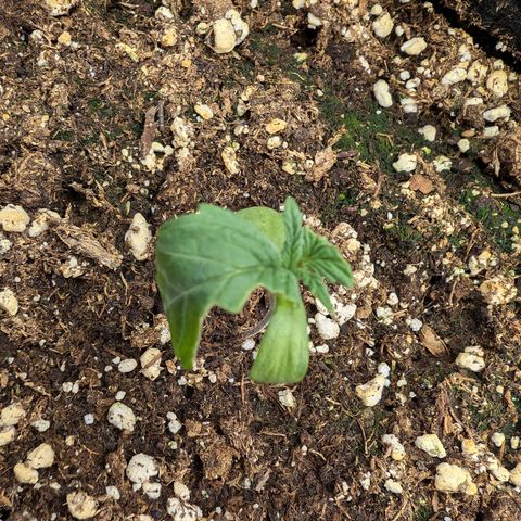 Bruce growlog photo: Die zwei schauen nicht gut aus, aber abwarten und Tee trinken 🙏🏼