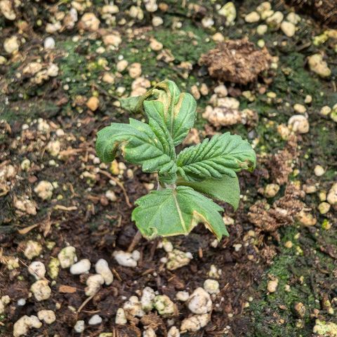 Bruce growlog photo: Die zwei schauen nicht gut aus, aber abwarten und Tee trinken 🙏🏼
