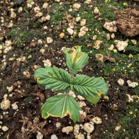 Bruce growlog timeline photo