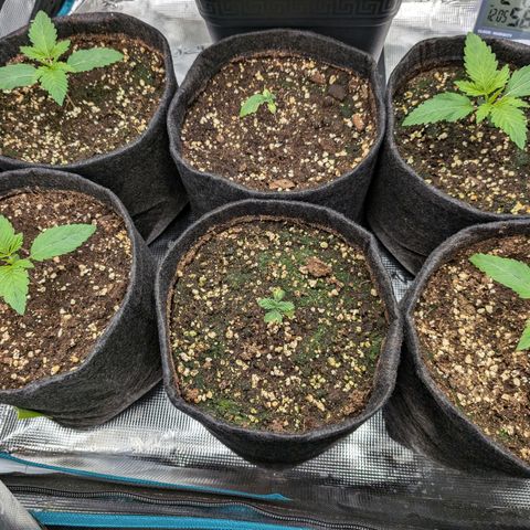 Bruce growlog timeline photo