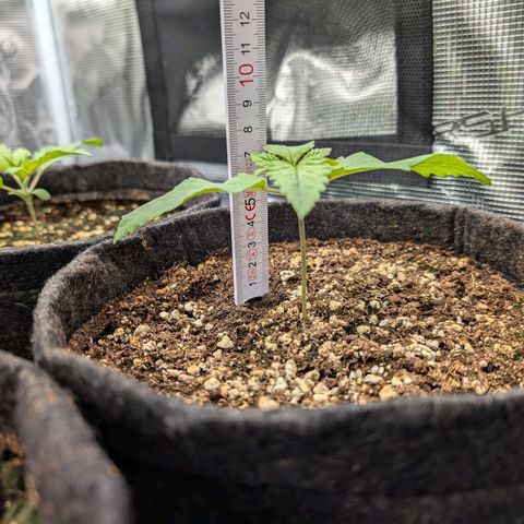 Bruce growlog timeline photo