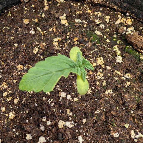 Bruce growlog timeline photo