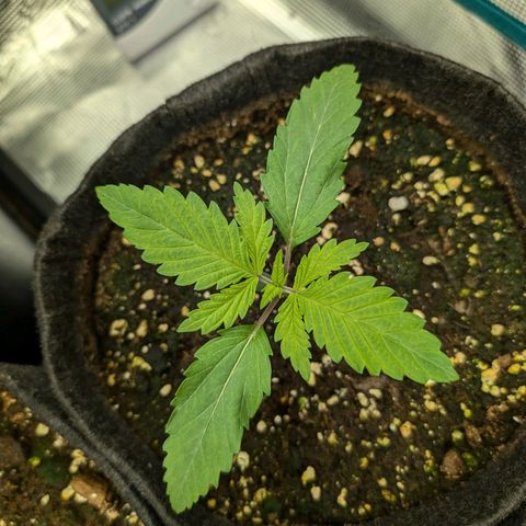 Bruce growlog timeline photo
