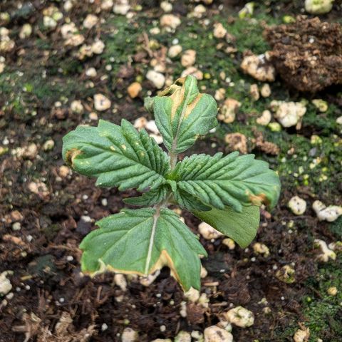 Bruce growlog timeline photo