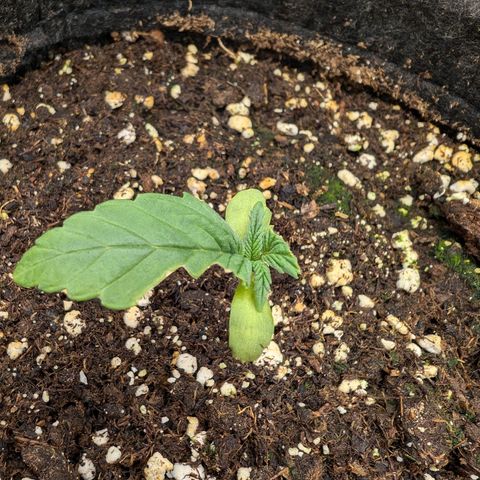 Bruce growlog timeline photo
