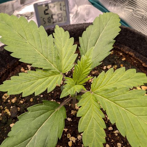 Bruce growlog timeline photo