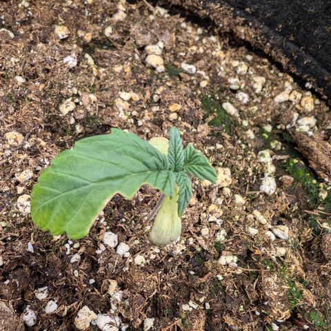 Bruce growlog timeline photo