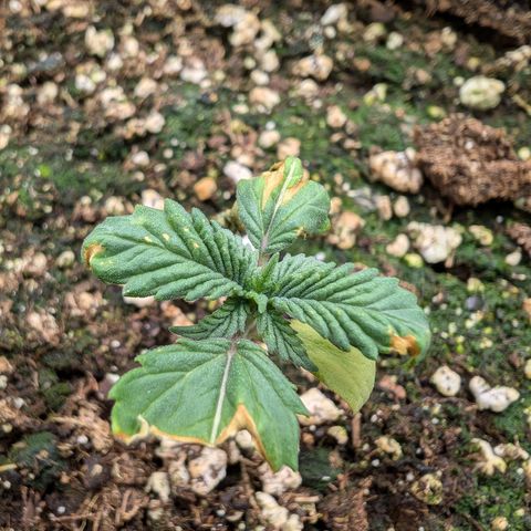 Bruce growlog timeline photo