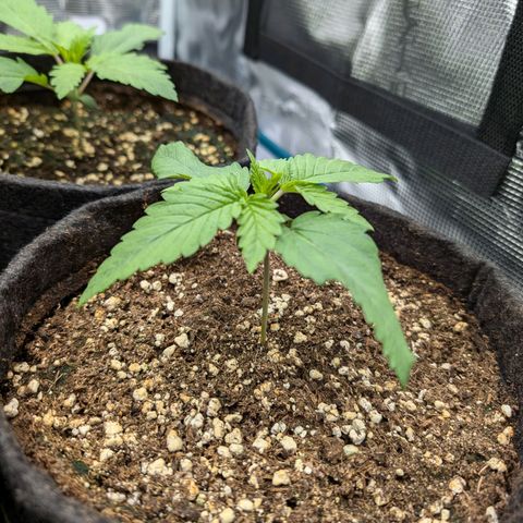 Bruce growlog timeline photo