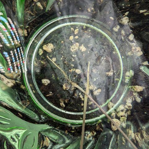 Bruce growlog photo: Neuer Versuch und letzter Versuch die kleinen zu retten. 