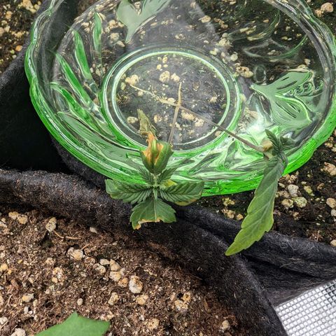 Bruce growlog photo: Neuer Versuch und letzter Versuch die kleinen zu retten. 