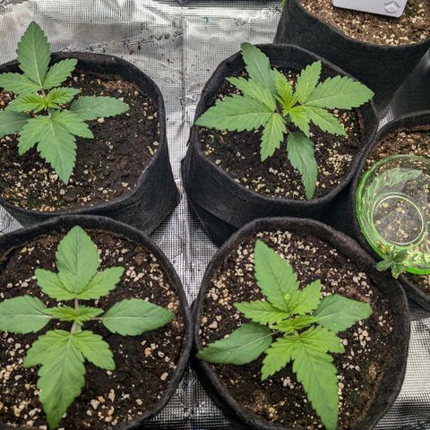 Bruce growlog photo: So wie es aussieht, bekommt einer von den kleinen neue Wurzeln 👍🏼